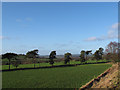 Trees by the railway at Bradnop