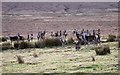 Herd of Red Deer