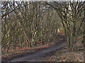 Path along Kickety Brook