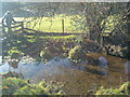 Reflections in the stream, near Manor Farm