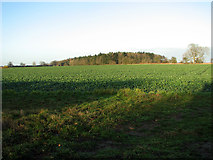 TF8011 : Oilseed rape crop near Round Covert, Swaffham by Evelyn Simak