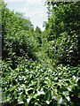 Overgrown railway trackbed south-west of Tregaron, Ceredigion