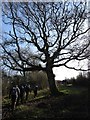 SS9971 : Footpath and tree near Llanmihangel by Gareth James