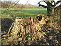 Tree stump, Allesley Park