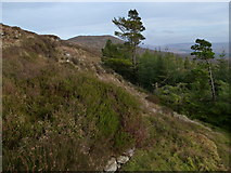 G8486 : Luaghnabrogue - forest edge by louise price