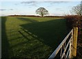 Field beside Northern Lane