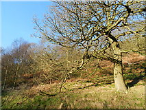 SK0487 : Oak tree on the slope of Kinder Bank Wood by Peter Barr