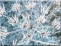 NZ3174 : Hogweed in Winter by Christine Westerback