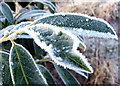 NZ3174 : Frosted Evergreen by Christine Westerback