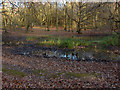 Woods near Hare Hill