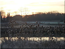 TR0062 : Frosted teasels by a pond near Oare Creek by pam fray