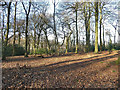 Trees and leaves in Pavis Wood