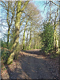SP9109 : Ridgeway through the trees of Pavis Wood by Rob Farrow