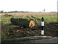 Remains of a recently felled tree by Manor Farm