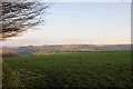 Exmoor : Grassy Field