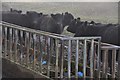 Exmoor : Galloway Cattle