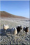 NT2724 : Sheep at Dryhope by Walter Baxter