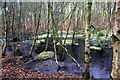 Pond in Delamere Forest