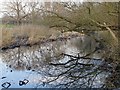 The River Crane below Hospital Bridge, in January