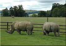 ST8243 : Longleat Safari Park - Rhino by Anthony Parkes