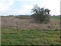 TF7619 : Overgrown marl pit on Massingham Heath by Richard Humphrey