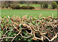 Cut hedge, Comber/Dundonald