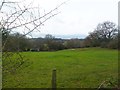 Corfe Mullen, horse grazing