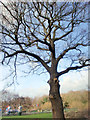 Large Oak Tree, Lonsdale Drive, Enfield