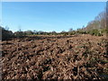 Bracken on Red House Common