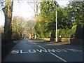 Ivy Lane - slow coming & going