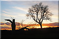 TL8063 : Dead oak and living oak silhouetted in the sunset by Bob Jones