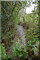 Coney Gut flowing away from a bridge near Lake Cottage