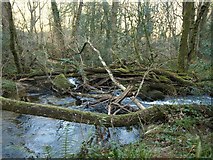 SX7173 : Build-up of trees, West Webburn River by Derek Harper