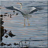 HP6309 : Grey Heron (Ardea cinerea), Baltasound by Mike Pennington