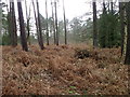 Bracken, Godshill Wood