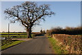 Oak tree on Pulley Lane