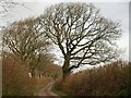 Lane at Goldburn