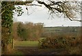 Field access track near Hayes Barton