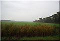 Farmland by Molehill Rd