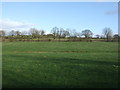 Farmland off Pye Lane