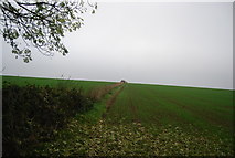 TR1863 : Hedge line near Calfs Wood by N Chadwick