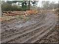 Logging activity on Rammamere Heath