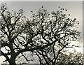 Starlings, Ashbury