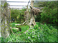 Ibis enclosure - Linton zoo