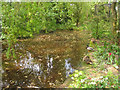 Duck pond - Linton Zoo