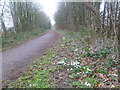 Spetisbury, snowdrops