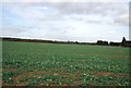 Root crop, New Barn Farm