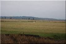TQ7679 : Swan, Cooling Marshes by N Chadwick