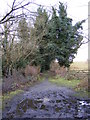 TM2751 : Bridleway to the A1152 Woods Lane by Geographer