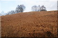 Bracken bank